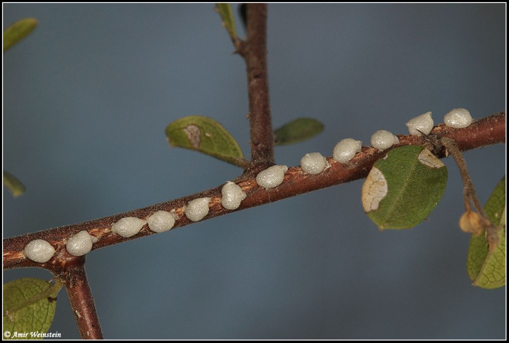 Oviposition scars